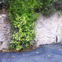 Retaining Wall [ Shotcrete ]
